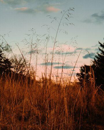 An Orange Meadow Against a Blue Sky With Silhouette Trees in the Background, Portrait Crop