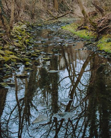 A Small Creek Reflecting Bare Trees and The Sky Surrounded By Foliage and Plantsの写真素材