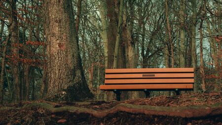 An orange wooden park bench in a dead winter forestの写真素材