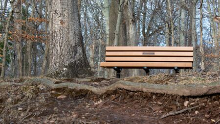 An orange wooden park bench in a dead winter forestの写真素材