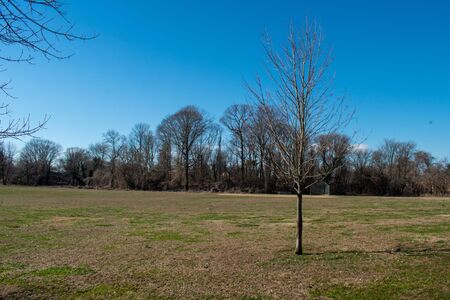 A Small Lonely Tree A Large Field of Grass Away From a Forest