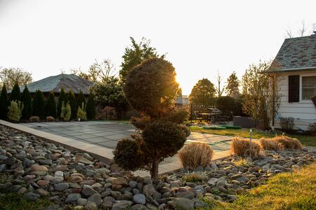 A Trimmed Tree in a Backyard With Stones in the Foreground and Sunshine in the Background