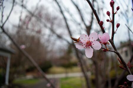 A Close Up of a Pink Flower Budding on a Small Tree With a Blurred Background