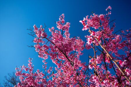 Looking Up at a Budding Pink Tree Against a Clear Blue Skyの写真素材