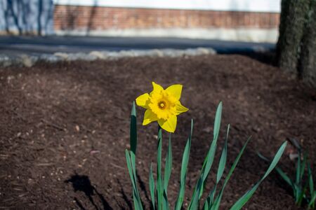 A Lone Yellow Tulip Casting It's Shadow Behind itの写真素材
