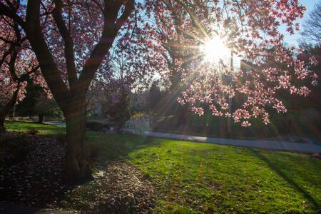 The Sun Peaking through a Gap in a Pink and White Cherry Blossom Tree in a Suburban Neighborhood