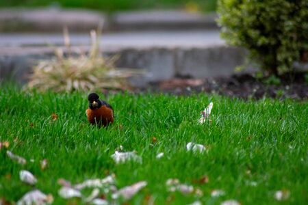 An American Robin on a Green Front Lawn With Pink Cherry Blossom Petalsの写真素材