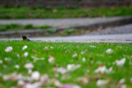 An American Robin on a Front Lawn Peaking Its Head Over a Grass Hillの写真素材