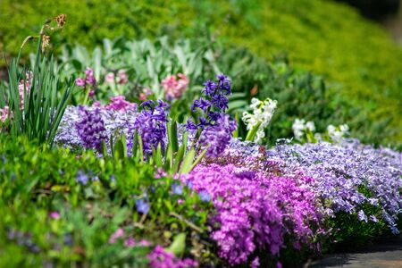 A Patch of Purple Flowers Surrounded by Other Colorful Flowers on a Front Lawnの写真素材