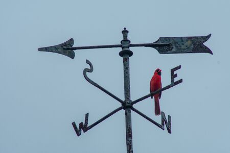 A Red Cardinal Standing on a Weathervane on a Cloudy Skyの写真素材