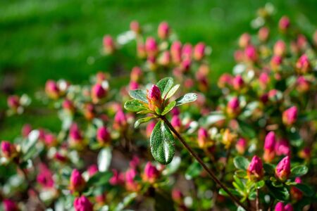 A Pink Flower Bud on a Bush With More Out of Focus Behind Itの写真素材