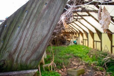 A Piece of Supporting Wood in an Abandoned Greenhouse full of Grass and Flowersの写真素材