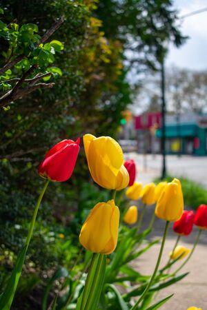 A Patch of Red and Yellow Tulips Growing Next to the Sidewalk on a City Streetの写真素材