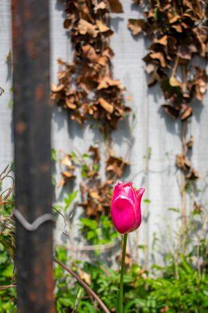 A Pink Tulip Behind a Rusty Metal Fence With a Dead Ivy Covered Wood Wall Behind Itの写真素材