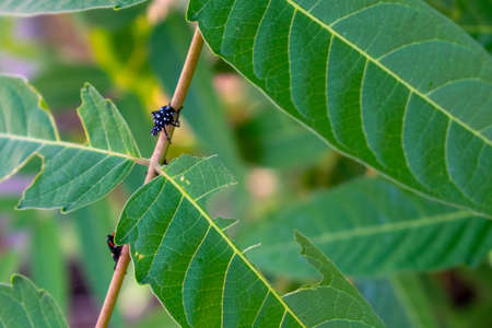 A Single Black Spotted Lanternfly Nymph Resting on a Plant Next to Some Bitten Leavesの写真素材