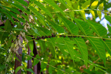 A Group of Red and Black Spotted Lanternfly Nymphs Resting on a Bright Green Plantの写真素材