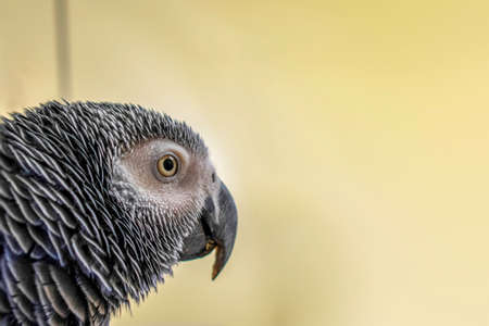 An African Grey Parrot in the corner of the frame with room for copyの写真素材