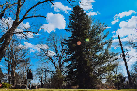 A Small Man Looking Up at a Massive Tree