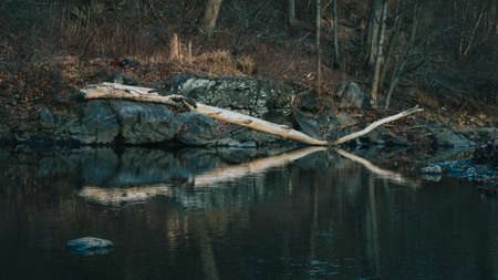 A Large Fallen Branch in a Body of Water Casting a Reflection of Itself