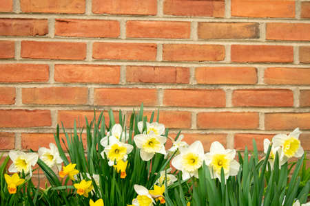 A Patch of White and Yellow Tulips on a Brick Wall During Spring in Suburban Pennsylvaniaの写真素材