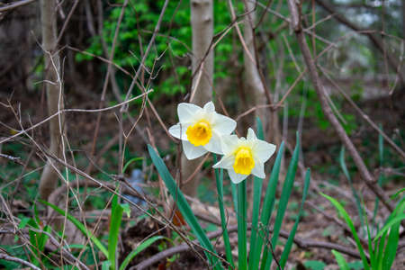 Two White and Yellow Tulips During Spring in a Forestの写真素材