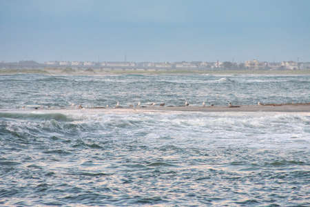 A Flock of Seagulls Resting on a Sand Dune in Rough Watersの写真素材