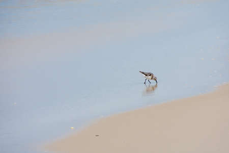 A Small Bird on the Beach Sticking Its Beak int he Sand in Search of Food