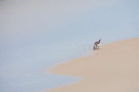 A Small Bird on the Beach Sticking Its Beak int he Sand in Search of Foodの写真素材