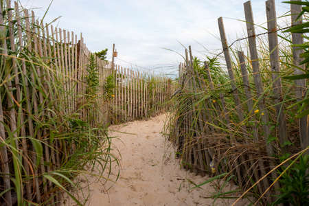 A Sandy Path At the Beach With an Old Wooden Fence and Overgrown Plants on Each Sideの写真素材