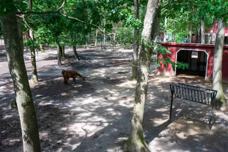 A Large Llama Grazing in an Enclosure in a Zooの写真素材
