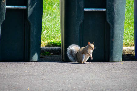 A Squirrel Looking at the Camera Standing On a Blacktop Driveway in Front of a Trash Canの写真素材