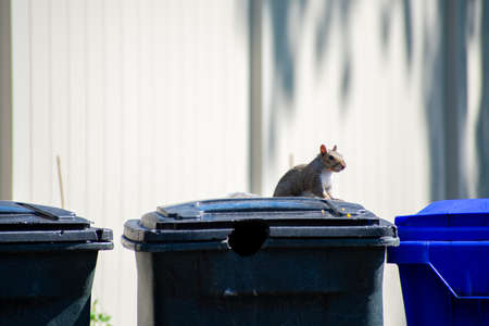 A Squirrel Sitting on Top of a Trash Can In Front of a White Fenceの写真素材