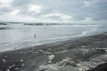 One Seagull on the Beach Playing in the Ocean With a Dramatic Stormy Sky Behind Itの写真素材
