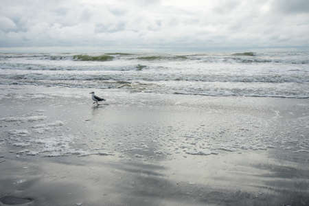 One Seagull on the Beach Playing in the Ocean With a Dramatic Stormy Sky Behind Itの写真素材