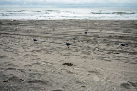 A Small Fluffy Seagull Standing on the Beachの写真素材