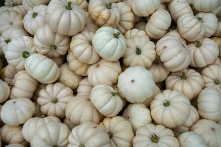 A Pile of Small White Pumpkins in a Wooden Box in a Farmer's Market Filling the Frameの写真素材
