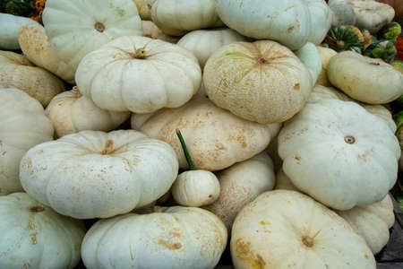 A Pile of Large White Pumpkins in a Wooden Box at a Farmer's Market Filling the Frameの写真素材