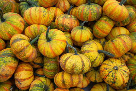A Pile of Small Yellow Striped Pumpkins in a Box at a Farmer's Market Filling the Frameの写真素材