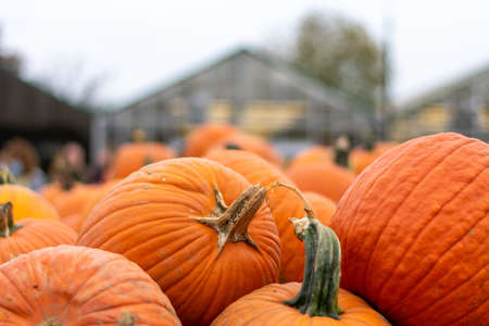 Large Orange Pumpkins in a Pile at a Farmer's Market With a Greenhouse Behind Themの写真素材
