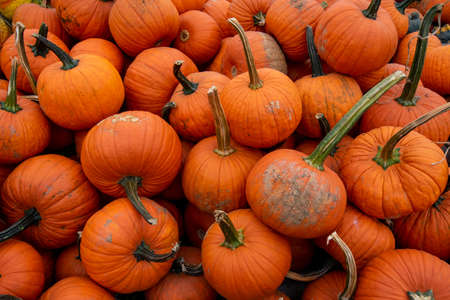 A Pile of Medium-Sized Orange Pumpkins in a Wooden Crate at a Farmer's Market Filling the frameの写真素材