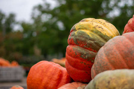 A Large Orange and Green Pumpkin in a Pile With Other Pumpkins at a Farmer's Marketの写真素材