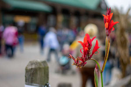 A Small and Unique Red Flower Growing in Front of a Busy Farmer's Marketの写真素材