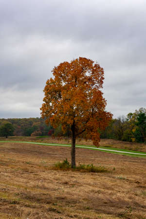 A Lone Orange Tree in Autumn in a Large Open Fieldの写真素材