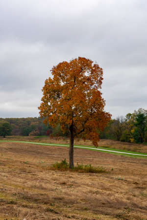A Lone Orange Tree in Autumn in a Large Open Fieldの写真素材
