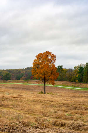 A Lone Orange Tree in Autumn in a Large Open Fieldの写真素材