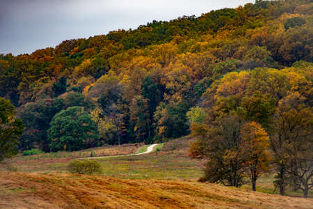 A Paved Pathway in the Distance Leading Into a Large and Bright Autumn Forestの写真素材