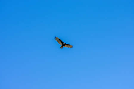A Large Turkey Vulture Flying Through a Clear Blue Skyの写真素材