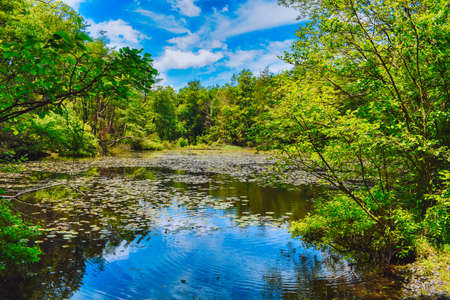 A Lake in Summer Full of Lilypads Surrounded by Bright Green Foliage With a Bright Blue Skyの写真素材