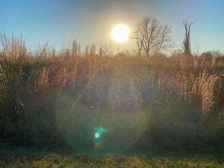 A Bright Sun Set Behind a Large Field of Crops on a Clear Blue Skyの写真素材