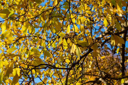Looking Up at Bright Yellow Autumn Leaves on a Tree With a Blue Sky in the Backgroundの写真素材